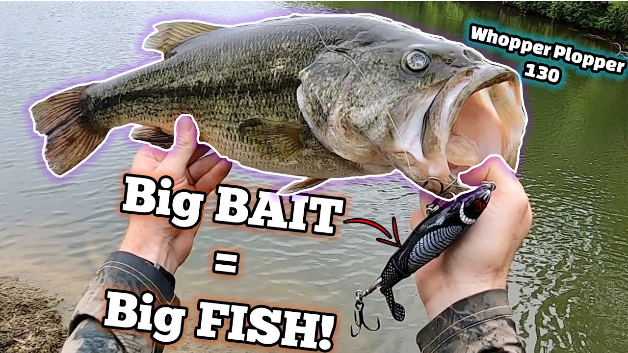 Big One Eyed Bass INHALES the Whopper Plopper 130 Loon