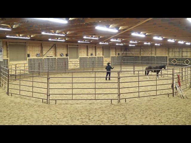 Versatility Horse "Rio" Part 4 - Foundation Education