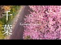[桜ドローン撮影4K] 千葉県八千代市新川千本さくら（河津桜) ｜桜ドローンプロジェクト