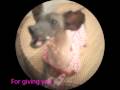 Hairless dog song my name is roze clip 2011 roze