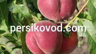 Персик Екстрім Світ persikovod.com