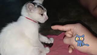 Kitten Meow Meow || Baby Cat playing with Finger ☝||Cute Baby Cat playing Video