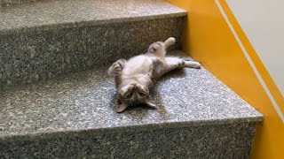 Moli the cat writhes on the stairs like a child