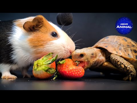 TORTOISE AND GUINEA PIG ASMR MUKBANG EATING STRAWBERRY 🍓 Turtle Tortoise 79