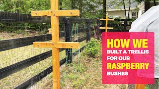 How to Build a Trellis for Raspberry Bushes (Step by Step) by Kummer Homestead 7,412 views 2 years ago 12 minutes, 2 seconds