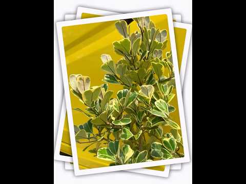 Quá rực rỡ luôn #hoakieng #traubathanhxuan #caychuonchuon #cotongduoiluon #cotonglamit #datamphuc