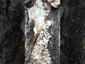 Gold mining in white stone #travel #roadtrip #daytrip