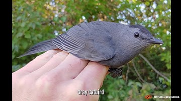 Mist Netting Birds - Applied Ecology Lab and Research