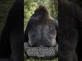 Silverback Leadership Within the Group and Its Role in Stability and Protection