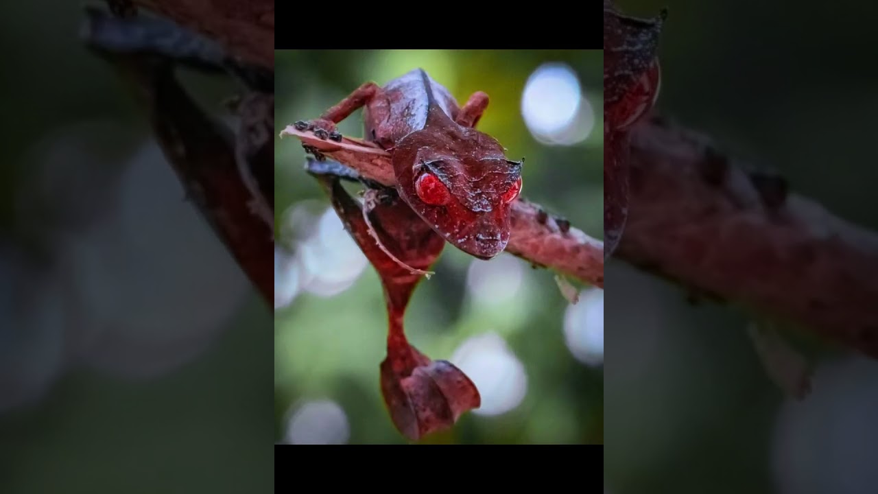 Мадагаскарский плоскохвостый геккон