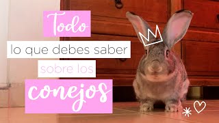 TODO lo que DEBES SABER sobre los CONEJOS