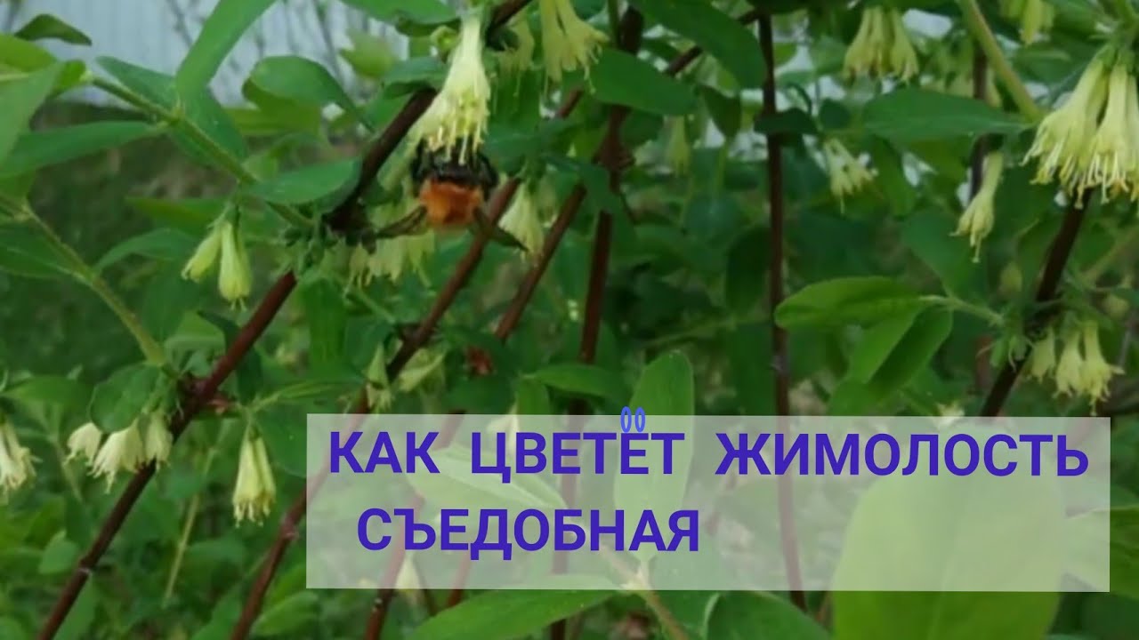 Как Цветет Жимолость Съедобная Фото