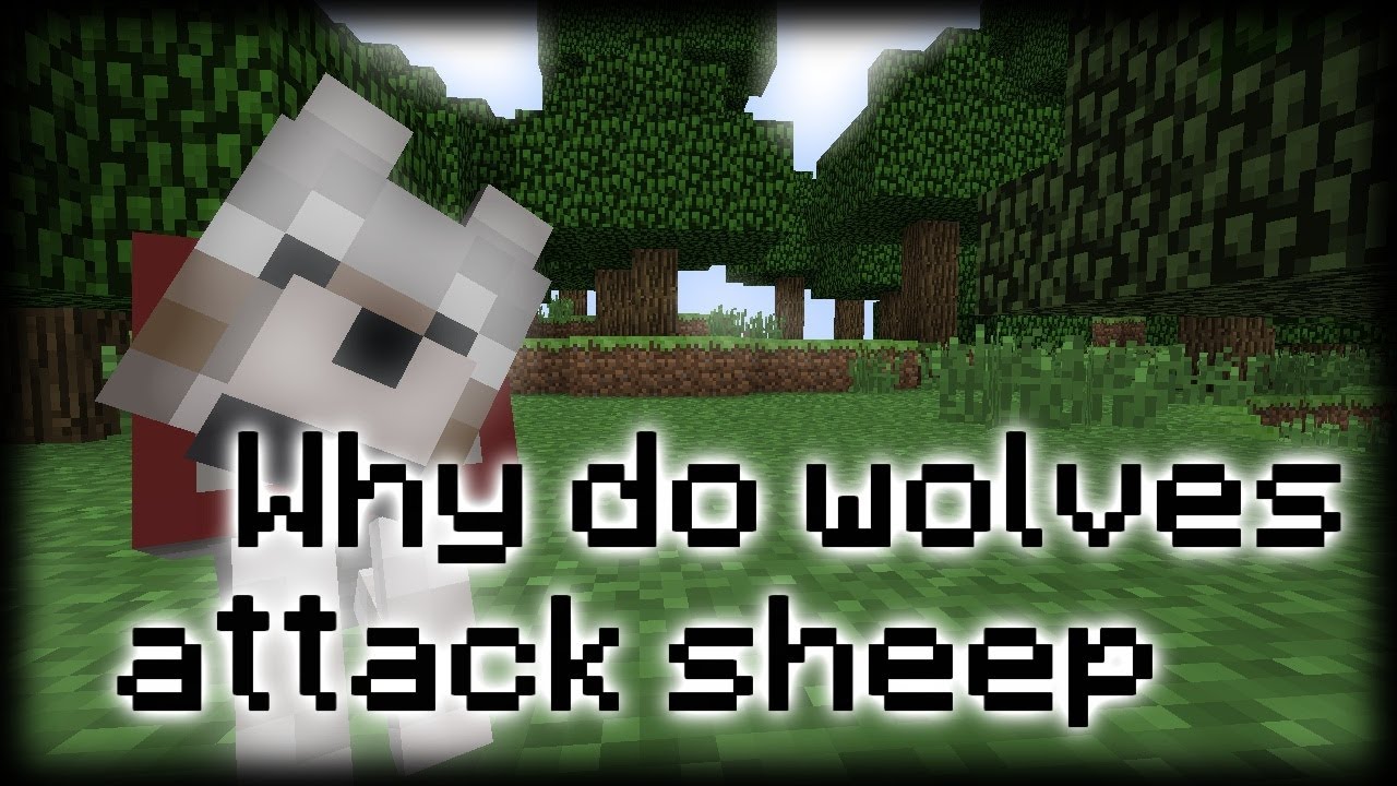 Why Do Wolves Attack Sheep Minecraft Short YouTube Why Do Wolves Attack Sheep Minecraft Short YouTube