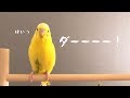 おしゃべりセキセイインコ 時々謎の言葉 talking budgie