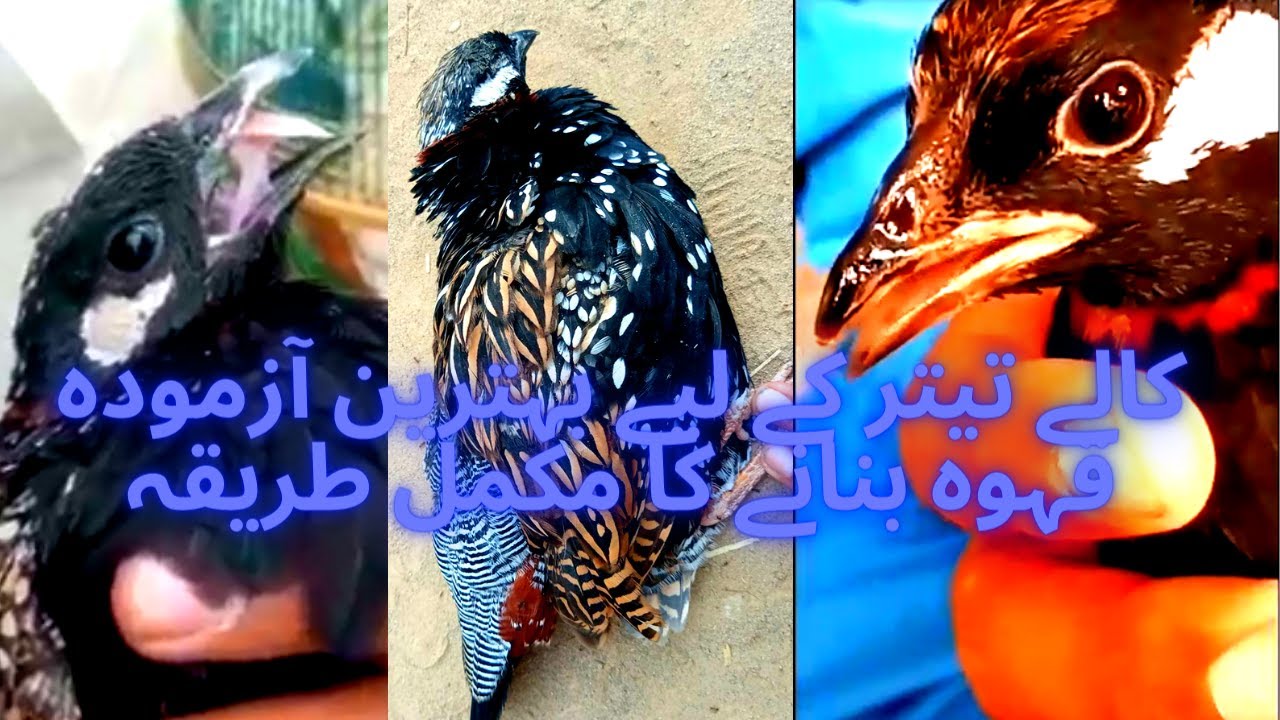 Teeter Nazla Zukam  K lia Azmuda ilaj | کالے تیتر کے لیے بہترین آزمودہ قہوہ  | Partridges Lover