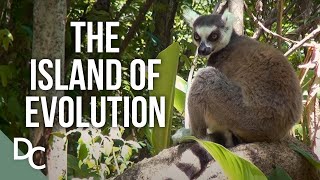 A Close Look At The Biodiversity Hotspot Of Madagascar | Madagascar | Documentary Central screenshot 2