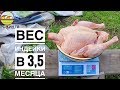 ВЕС ИНДЮКА🦃 В 3,5 МЕСЯЦА Я В ШОКЕ 😱