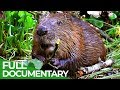 Animals: The first ever Civil Engineers | Free Documentary Nature