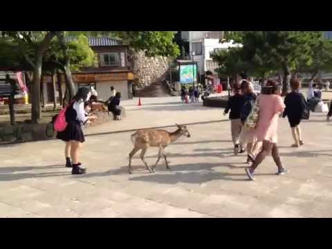 Japanese Schoolgirl Takes Selfie With Deer