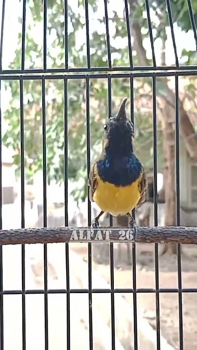 Crecetan sogon merangsang bunyi sogon bahan   #sogon #sogongacor #sogokontong #pancingansogon #birds