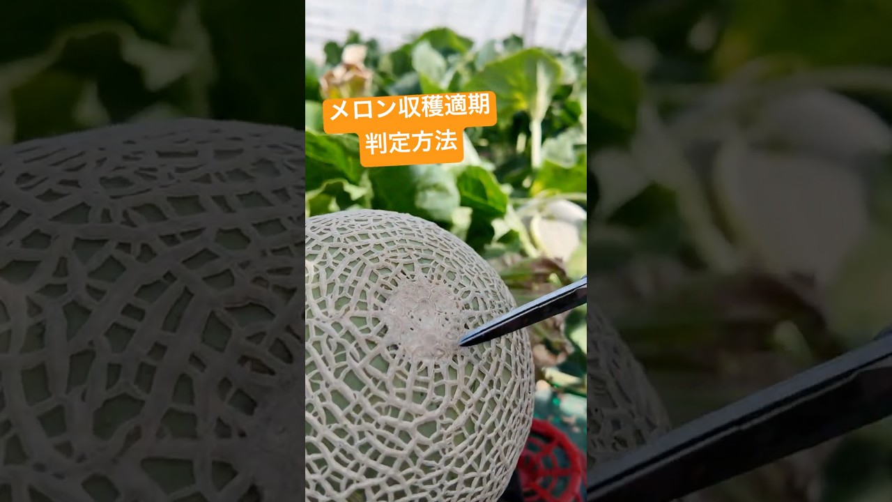 寺坂祐一 -北海道・富良野 | 感動野菜産直農家 寺坂農園ブログ