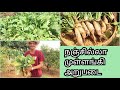   radish harvest in aadhavan farms