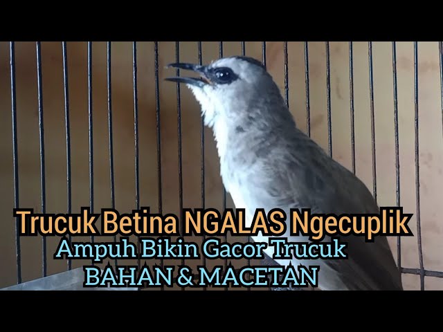 trucuk Betina memanggil jantan, Sangat ampuh untuk Pancingan trucukan gacor agar bunyi EMOSI class=