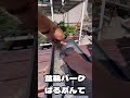 【黒松】実生2年生。針金かけと曲付け