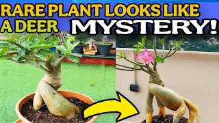 RARE DEER‑LIKE PLANT 🌱🦌 | NATURE’S STRANGEST MYSTERY! 🤯