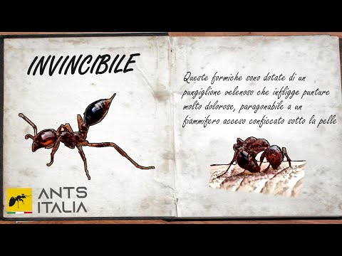 La formica invincibile! Solenopsis invicta - Documentario | Ants Italia (AI)