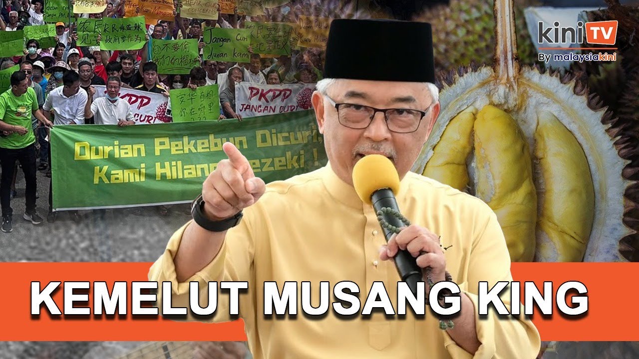 [KINI JELAS] Tanah, Kuasa dan Durian: Kemelut Musang King di Raub