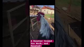 A Rooster Crowed Too Much And Fainted