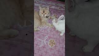 #sweetpet #cat #pawsn #cuteanimal #funny #cutepet #livemusic #pets #cutecat #cute