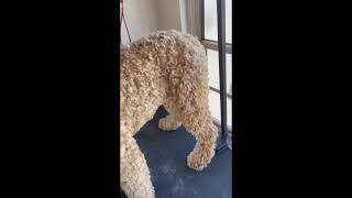 First Major Groom on a Puppy - Summer Cut by Royal Diamond Labradoodles 100 views 2 months ago 2 minutes, 28 seconds