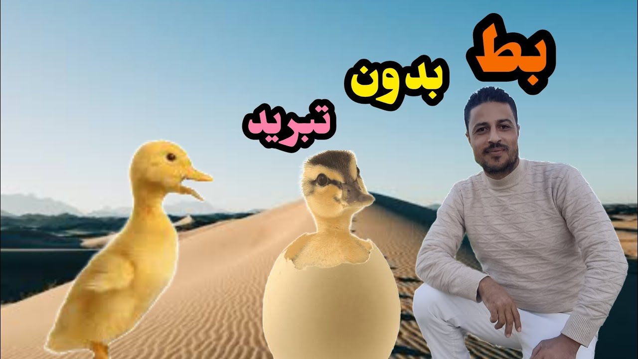 بط بدون تبريد البيض خارج الفقاسه #طيور #دجاج #فقاسات #فقاسة