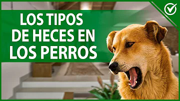 ¿Qué aspecto debe tener una caca de perro sana?