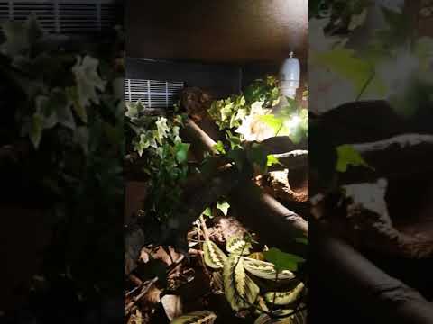 camera iphone 8 plus apk Description terra pituophis melanoleucus mugitus