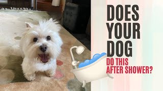 Funny Westie After Shower | FUNNY DOG