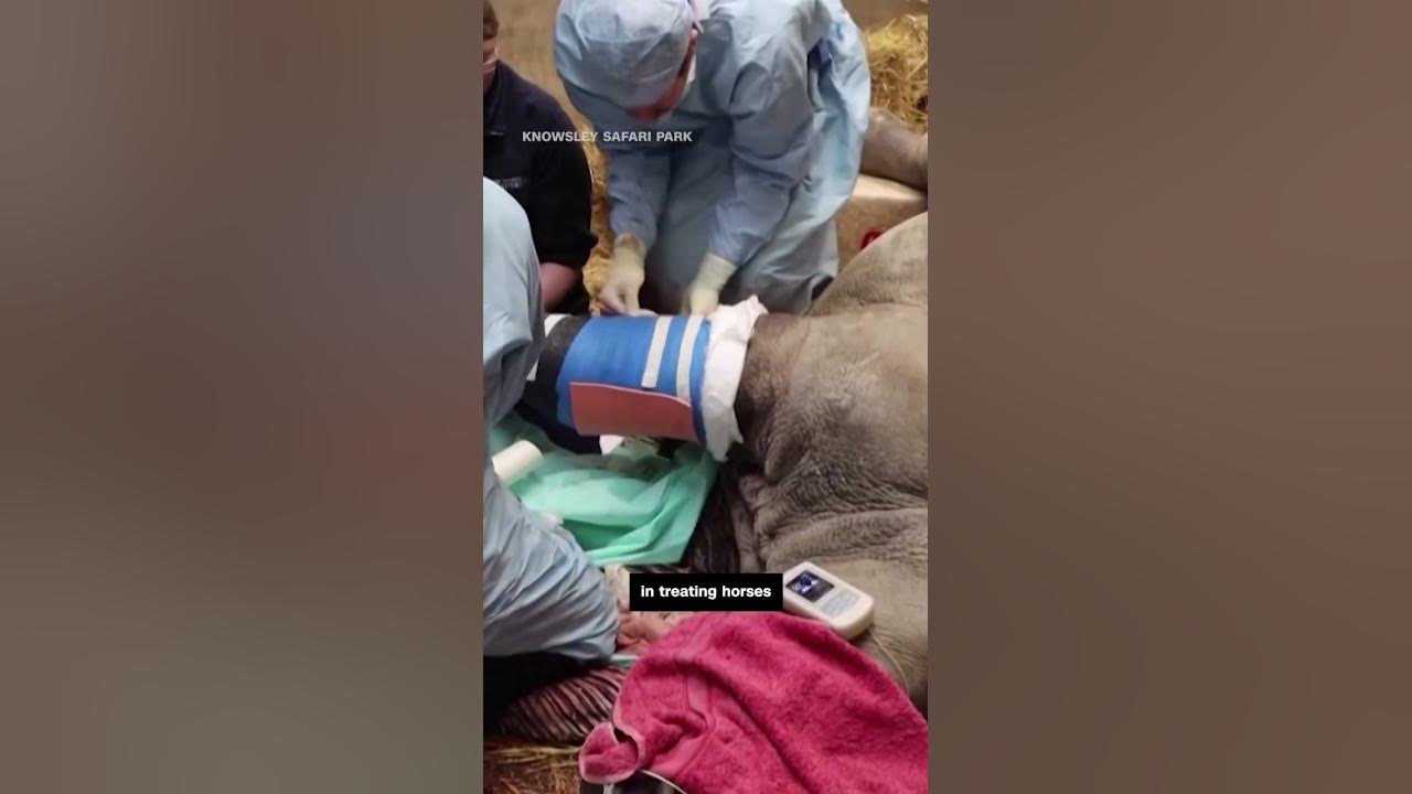 Medical team used horse knowledge to perform surgery on a Rhino