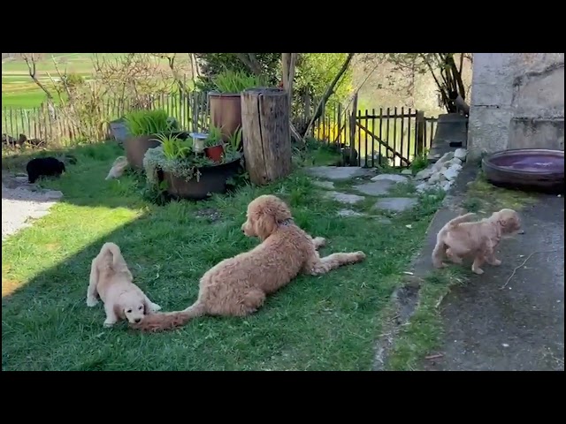 Sonntag, 6  April   wir genissens,  Tante Laska ist auch dabei