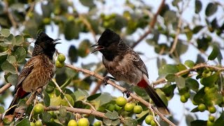 Nightingale bird singing sound | red vented bulbul sounds | bulbul ki awaz