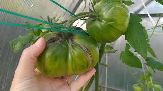 ТОМАТЫ с длительным плодоношением. Конец сентября 2021 г./Long term tomatoes