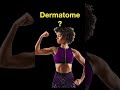 Testing Dermatomes, Myotomes and DTRs #shorts  (Part C)