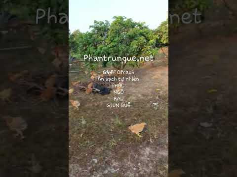 Video Gà ăn thóc, ngô, rau, trùn quế... sạch đệ nhất trời nam - youtube