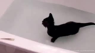 Смешные Кошки И Коты   Водоплавающие Киски