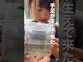 おたまじゃくし観察してたら手足が可愛すぎた#自由研究 #生き物観察