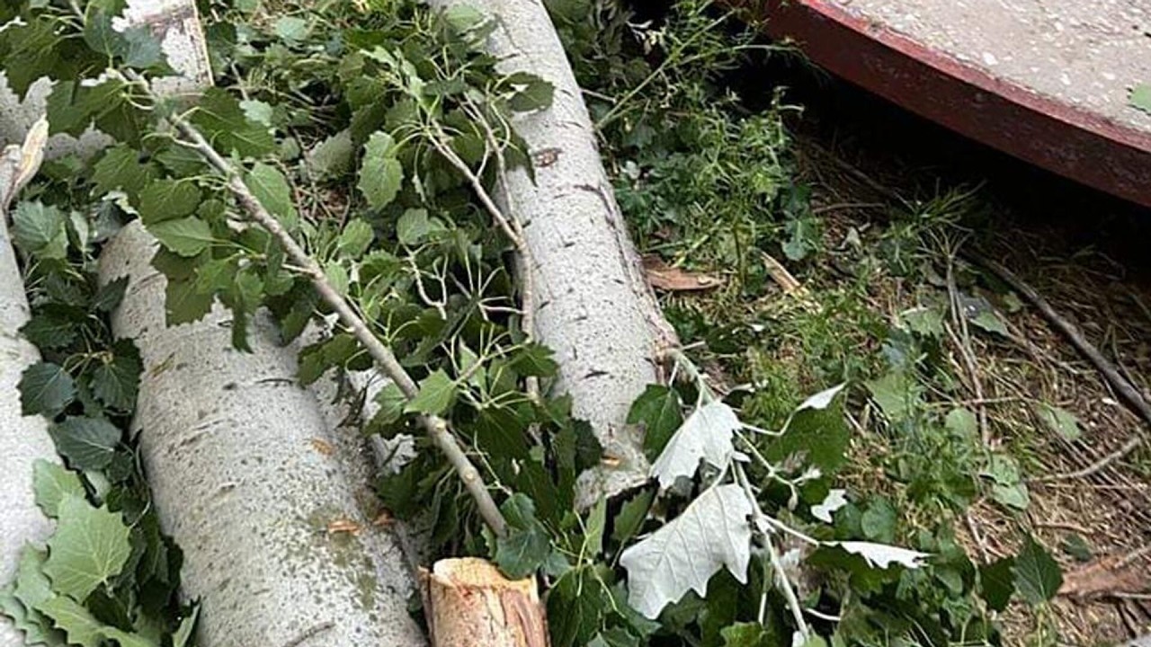 🔴 Ինչու են հատում մայրաքաղաքի ծառերը. Արմեն Բեգոյանի ասուլիսը․ ՈՒՂԻՂ 🔴