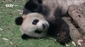 Pandas in the “wilderness”