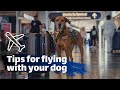 Flying w/ your Dog on an Airplane |VLOG|