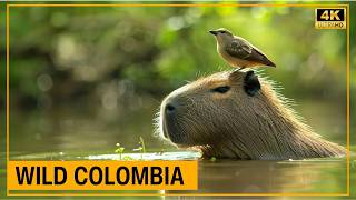 WILD COLOMBIA | The Hidden Wildlife of South America | Full Documentary